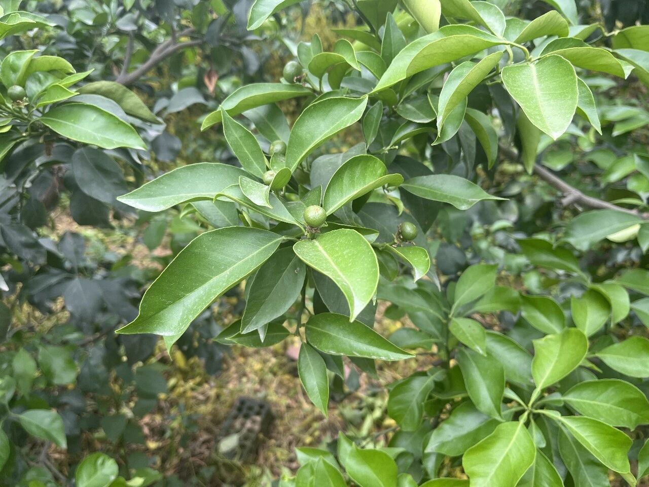 枝头柑橘果实
